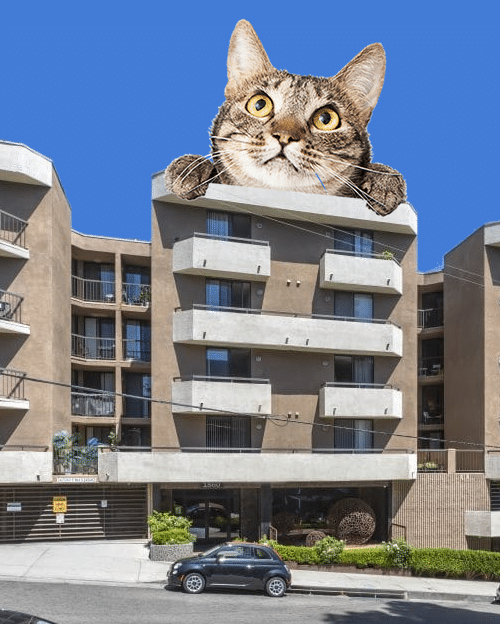 A cat lounges atop an apartment building in Hollywood, California.